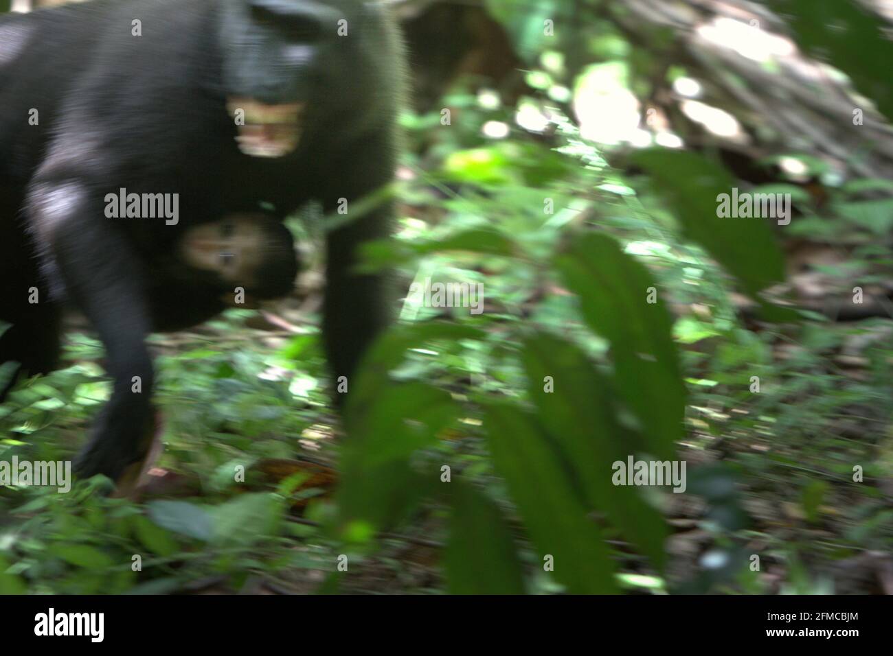 Femmina di macaco crested che mostra i suoi denti ad un altro individuo femmina mentre sta trasportando un bambino nella foresta di Tangkoko, Sulawesi del nord, Indonesia. 'Le femmine di macaco crested esprimono normalmente uno stile sociale di tolleranza, formando grandi reti sociali. L'intensità delle interazioni aggressive è bassa, spesso bidirezionale, e riconciliata; secondo gli scienziati,' secondo un team di scienziati primati guidati da Julie Dubosq nel loro documento di ricerca del 2013 intitolato 'tolleranza sociale nei macachi crestati femminili selvatici (Macaca nigra) in Tangkoko-Batuangus Nature Reserve, Sulawesi, Indonesia'. Foto Stock