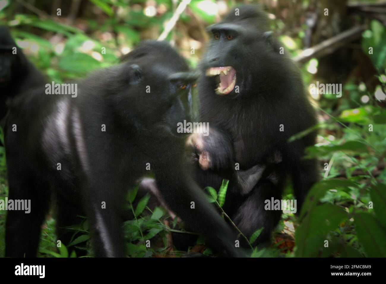 Femmina di macaco crested che mostra i suoi denti ad un altro individuo femmina mentre sta trasportando un bambino nella foresta di Tangkoko, Sulawesi del nord, Indonesia. 'Le femmine di macaco crested esprimono normalmente uno stile sociale di tolleranza, formando grandi reti sociali. L'intensità delle interazioni aggressive è bassa, spesso bidirezionale, e riconciliata; secondo gli scienziati,' secondo un team di scienziati primati guidati da Julie Dubosq nel loro documento di ricerca del 2013 intitolato 'tolleranza sociale nei macachi crestati femminili selvatici (Macaca nigra) in Tangkoko-Batuangus Nature Reserve, Sulawesi, Indonesia'. Foto Stock