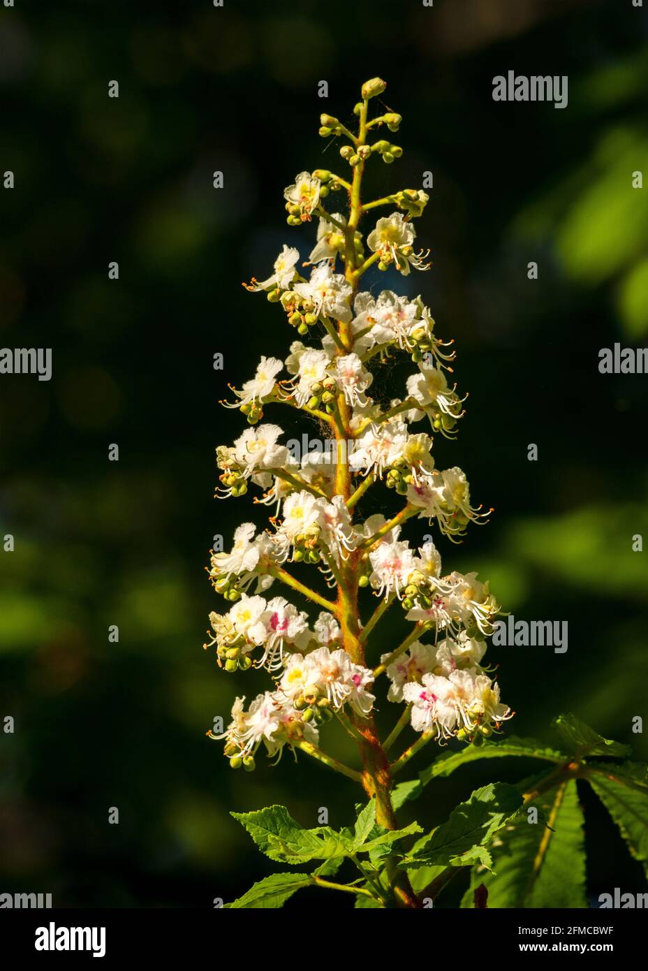 Castagno europeo o fiori di fiori di Aesculus Hippocastanum Foto Stock