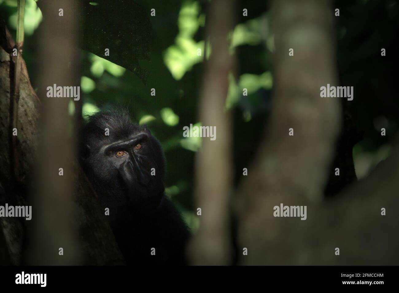 Macaco crestato guardando curiosamente in macchina fotografica. Foto Stock