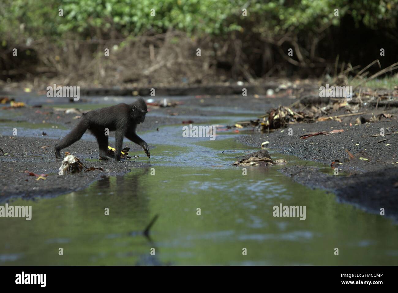 Un macaco di Sulawesi con cresta nera (Macaca nigra) è in movimento su un ruscello, in un torrente vicino alla spiaggia nella foresta di Tangkoko, Sulawesi settentrionale, Indonesia. Foto Stock