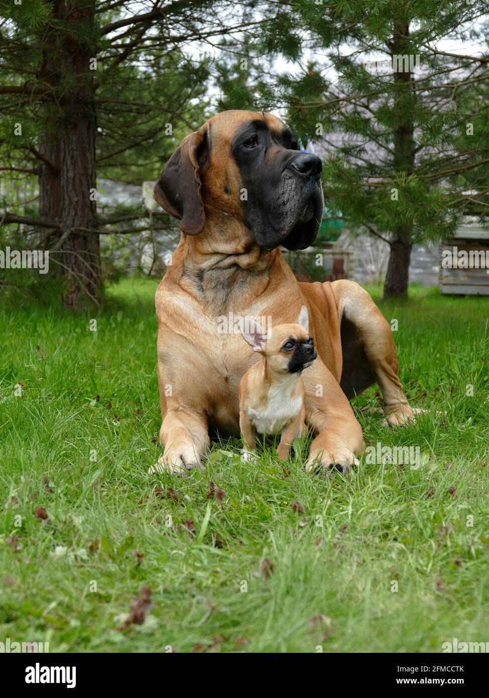 Cani giganti e molto piccoli insieme nel giardino Foto Stock
