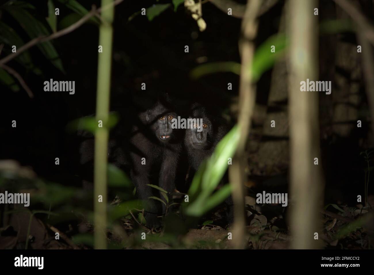 Giovani macachi crestati guardando curiosamente attraverso gli alberi nella foresta di Tangkoko, Sulawesi del Nord, Indonesia. Foto Stock