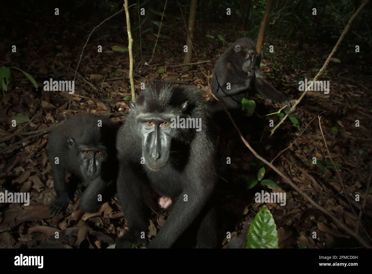 Celebes macachi crested guardando curiosamente sulla macchina fotografica come stanno raggruppando sul pavimento della foresta. Foto Stock