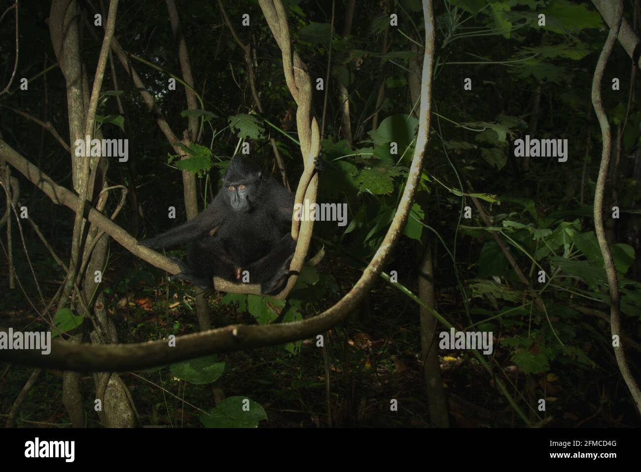Un macaco crestato (Macaca nigra) giovane seduto sulla liana nella foresta di Tangkoko, Sulawesi settentrionale, Indonesia. Foto Stock