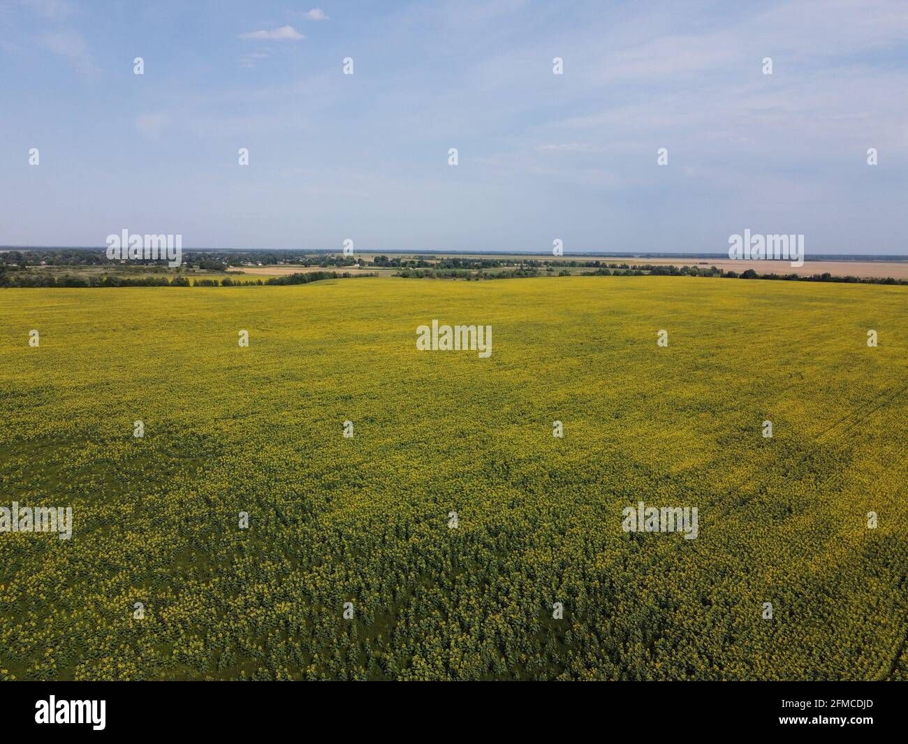 Un pittoresco campo di girasoli sotto un cielo blu, vista aerea. Un campo agricolo in una calda giornata estiva, paesaggio. Foto Stock