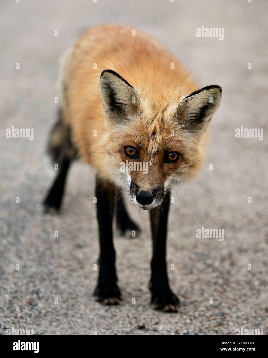 Red Fox head primo piano profilo vista frontale guardando la fotocamera nella stagione primaverile con sfondo sfocato nel suo ambiente e habitat. Immagine FOX. Foto Stock