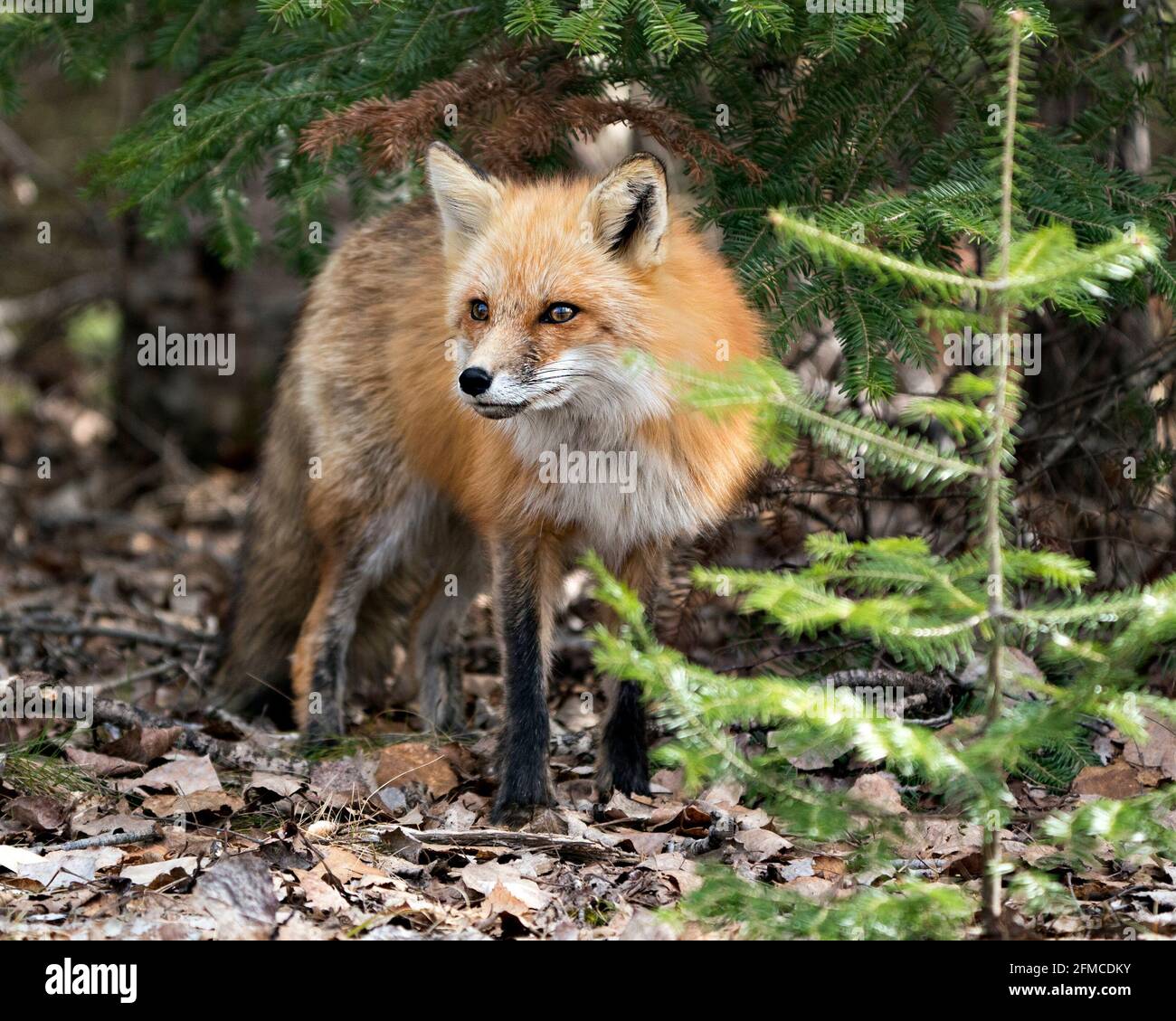 Vista frontale del profilo della volpe rossa nella stagione primaverile con rami di abete rosso sullo sfondo nel suo ambiente e habitat. Immagine FOX. Immagine. Verticale. Foto Stock