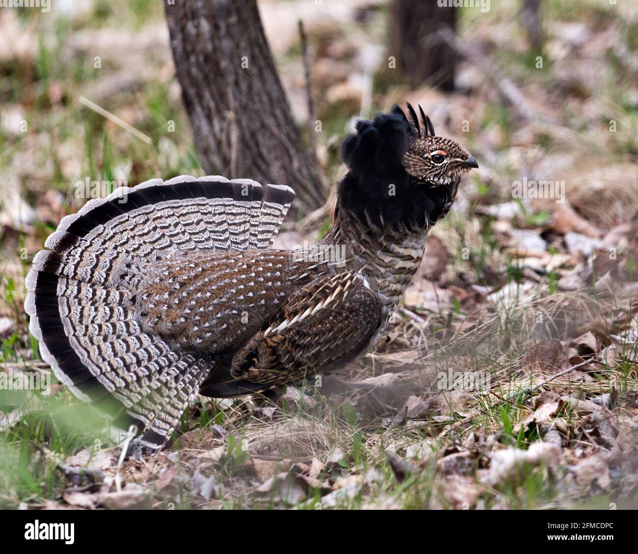 Montanti a costola con volant maschio Partridge che si accoppiano a piombo e coda della ventola nella foresta con uno sfondo sfocato e fogliame in primo piano nel suo ambiente e hab Foto Stock