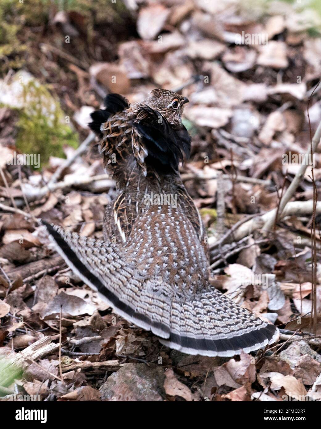 Montanti a costola con volant maschio Partridge che si accoppiano a piombo e coda della ventola nella foresta con uno sfondo sfocato e fogliame in primo piano nel suo ambiente e hab Foto Stock