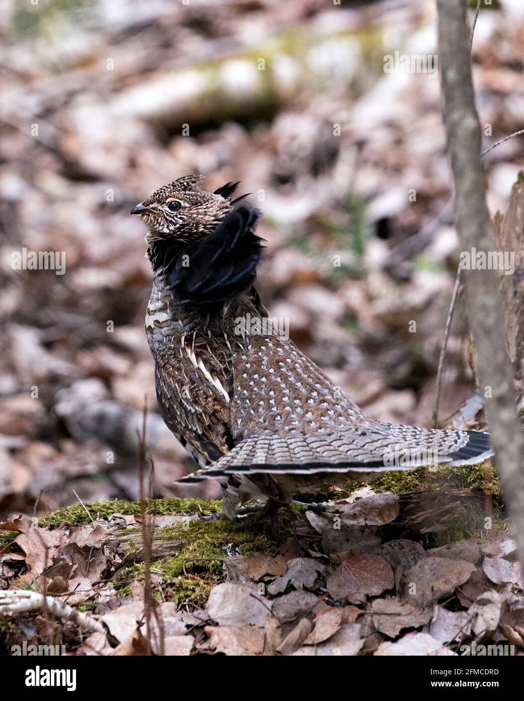 Montanti a costola con volant maschio Partridge che si accoppiano a piombo e coda della ventola nella foresta con uno sfondo sfocato e fogliame in primo piano nel suo ambiente e hab Foto Stock