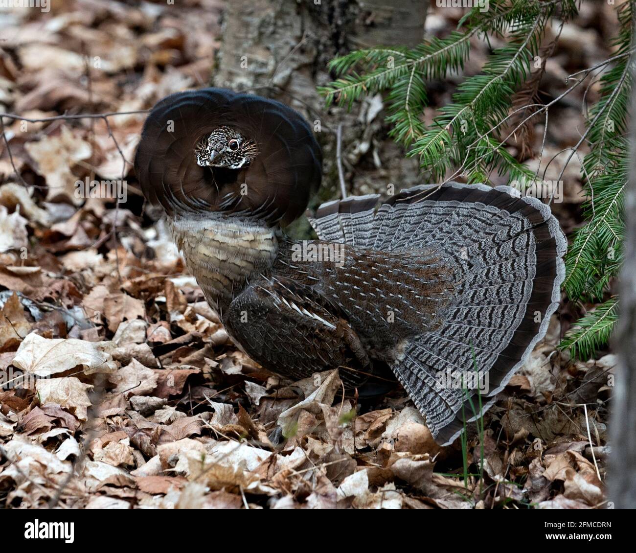 Montanti a costola con volant maschio Partridge che si accoppiano a piombo e coda della ventola nella foresta con uno sfondo sfocato e fogliame in primo piano nel suo ambiente e hab Foto Stock