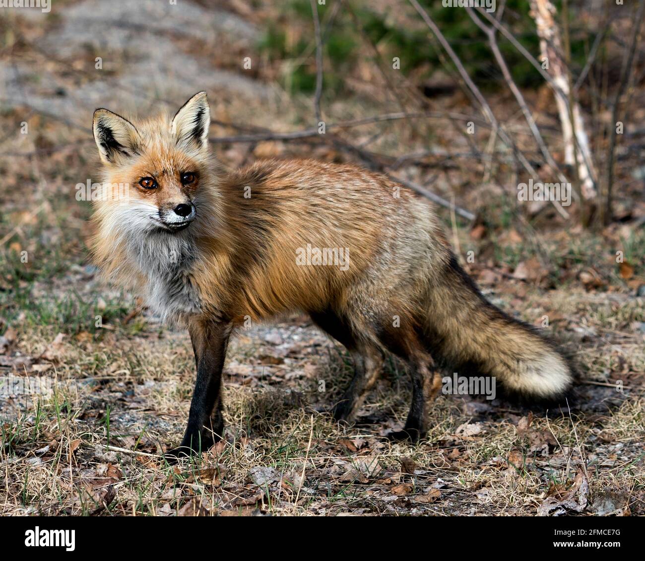 Profilo in primo piano della volpe rossa in primavera con sfondo sfocato, con coda di volpe, pelliccia, nel suo habitat. Immagine FOX. Immagine. Verticale. Foto. Foto Stock