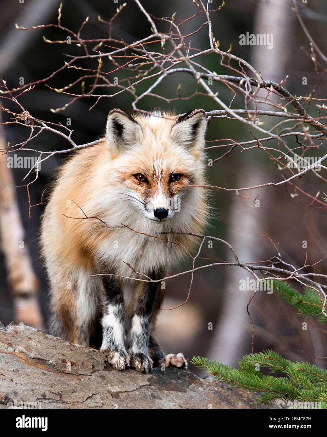 Vista frontale del profilo di Red Fox guardando la fotocamera in primavera con sfondo sfocato nel suo ambiente e habitat.immagine. Verticale. Foto. Foto Stock