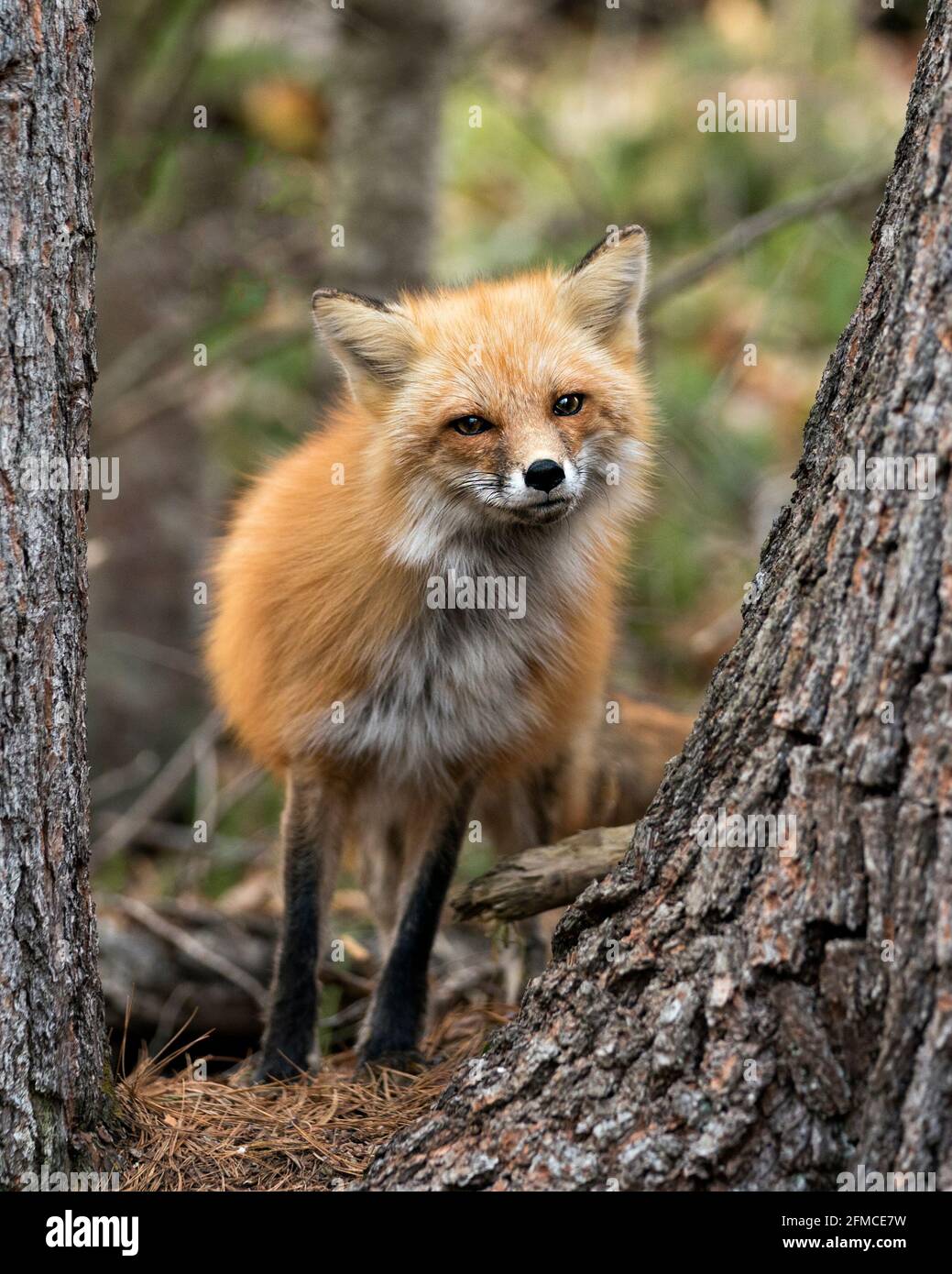 Vista ravvicinata della testa di Red Fox tra gli alberi e guardando la fotocamera con uno sfondo sfocato. Immagine. Verticale. Foto. Immagine FOX. Colpo di testa. Foto Stock