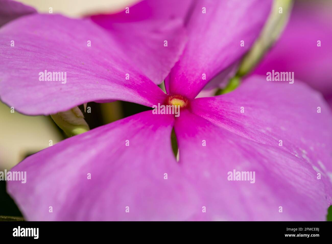 Il pervinca Madagascar o Catharanthus Foto Stock