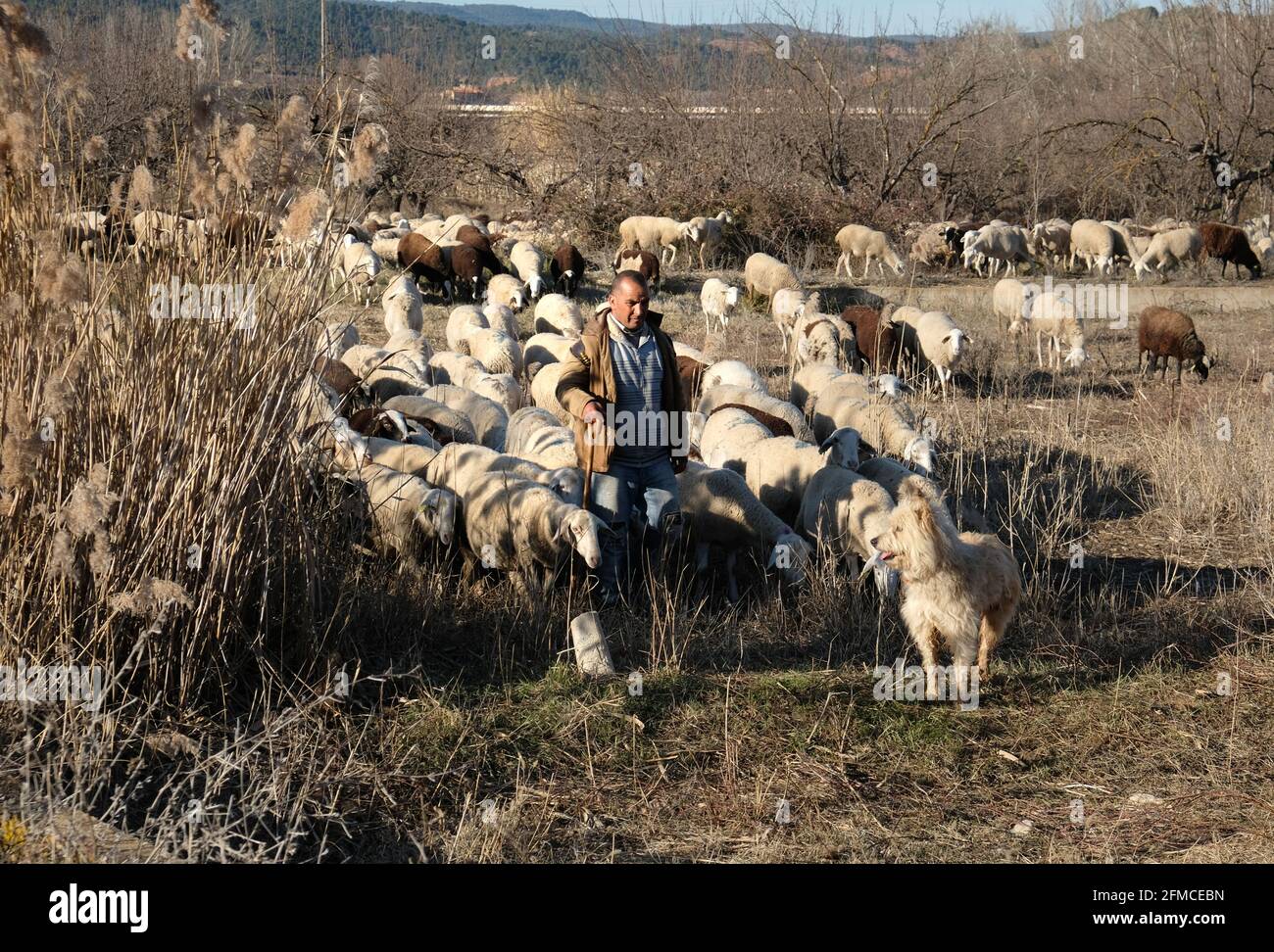 Un pastore con un crook e un cane di pecora conduce le sue pecore gregge attraverso i campi polverosi fuori del piccolo villaggio di Torrebaja a Valencia, Spagna Foto Stock