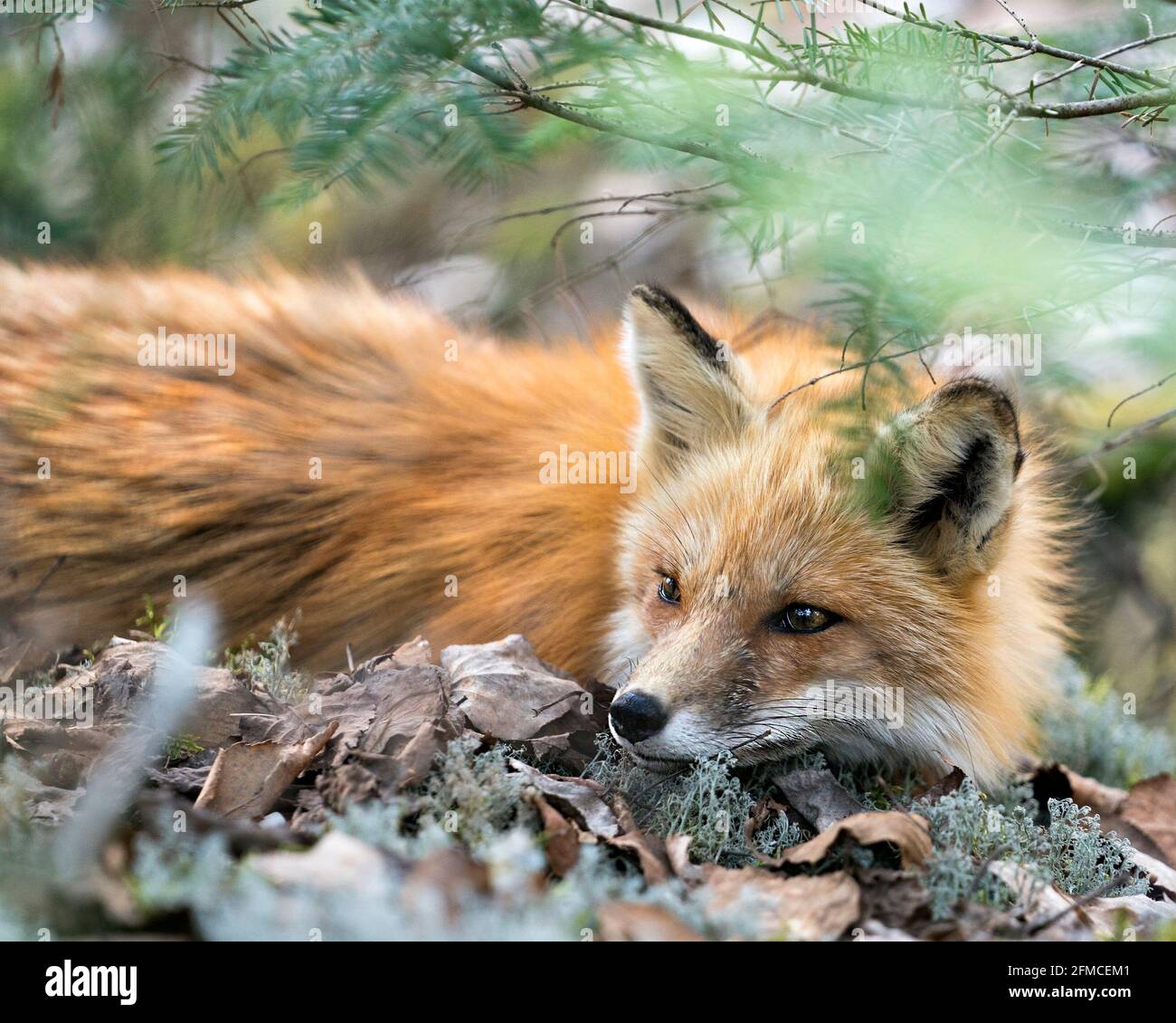 Vista ravvicinata della testa della volpe rossa attraverso rami di conifere nel suo ambiente e habitat. Immagine FOX. Immagine. Verticale. Foto. Colpo di testa. Foto Stock