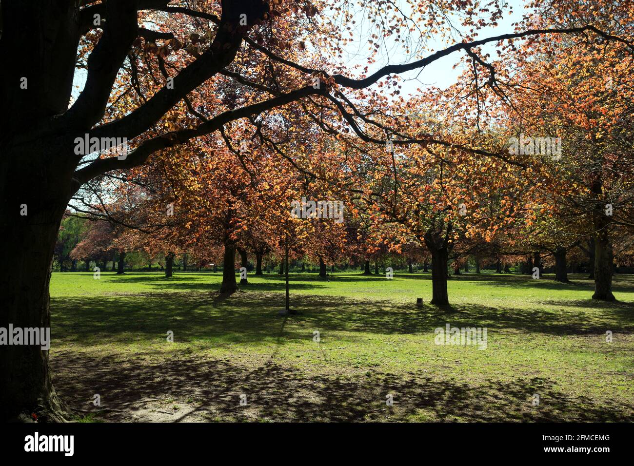 War Memorial Park in primavera, Coventry, Regno Unito Foto Stock