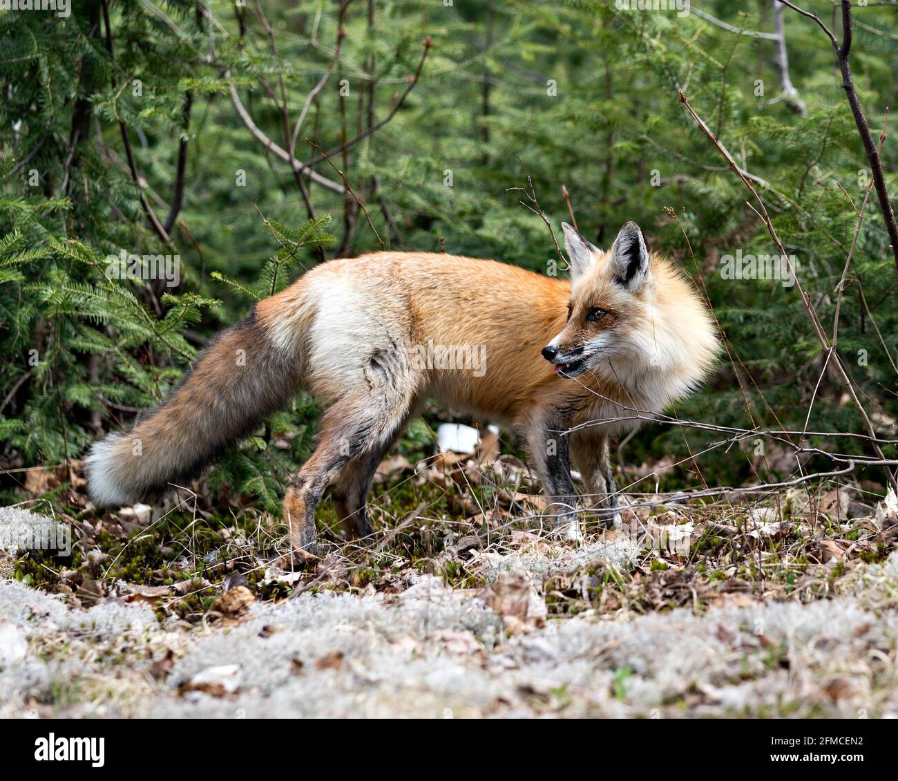 Red Fox primo piano profilo vista laterale con uno sfondo di rami di pino nel suo ambiente e habitat. Immagine FOX. Immagine. Verticale. Foto Stock