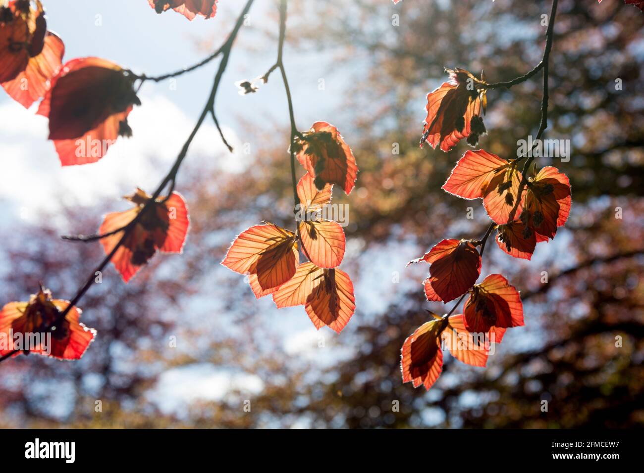 Foglie giovani di rame di faggio in primavera, War Memorial Park, Coventry, Regno Unito Foto Stock