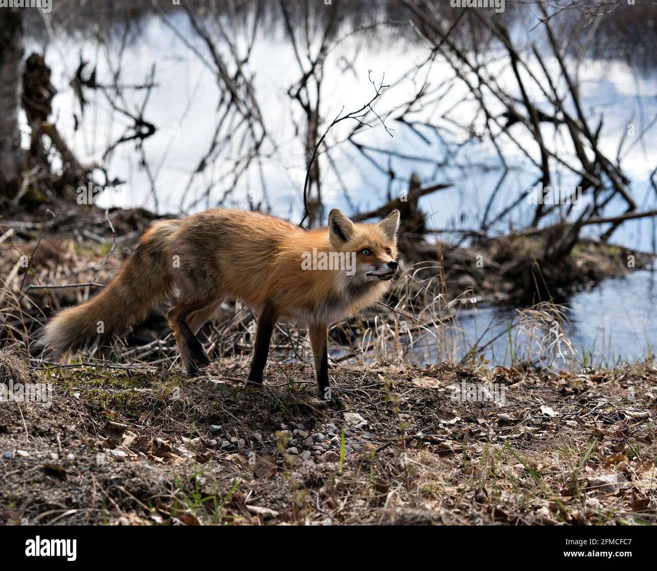 Vista ravvicinata del profilo della volpe rossa in piedi vicino all'acqua nel suo ambiente e habitat nella foresta. Immagine FOX. Immagine. Verticale. Foto. Foto Stock