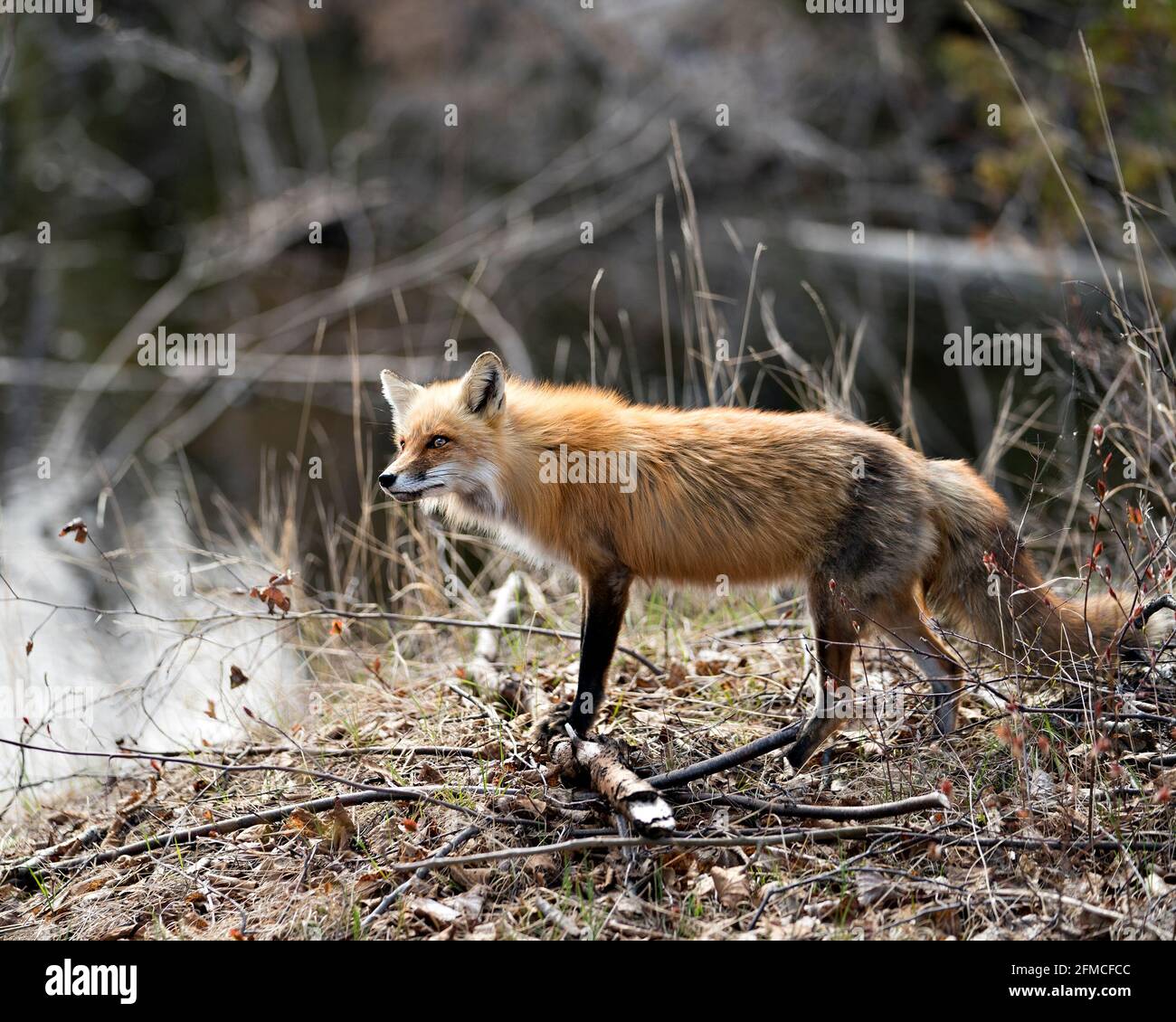 Vista ravvicinata del profilo della volpe rossa in piedi vicino all'acqua nel suo ambiente e habitat nella foresta. Immagine FOX. Immagine. Verticale. Foto. Foto Stock