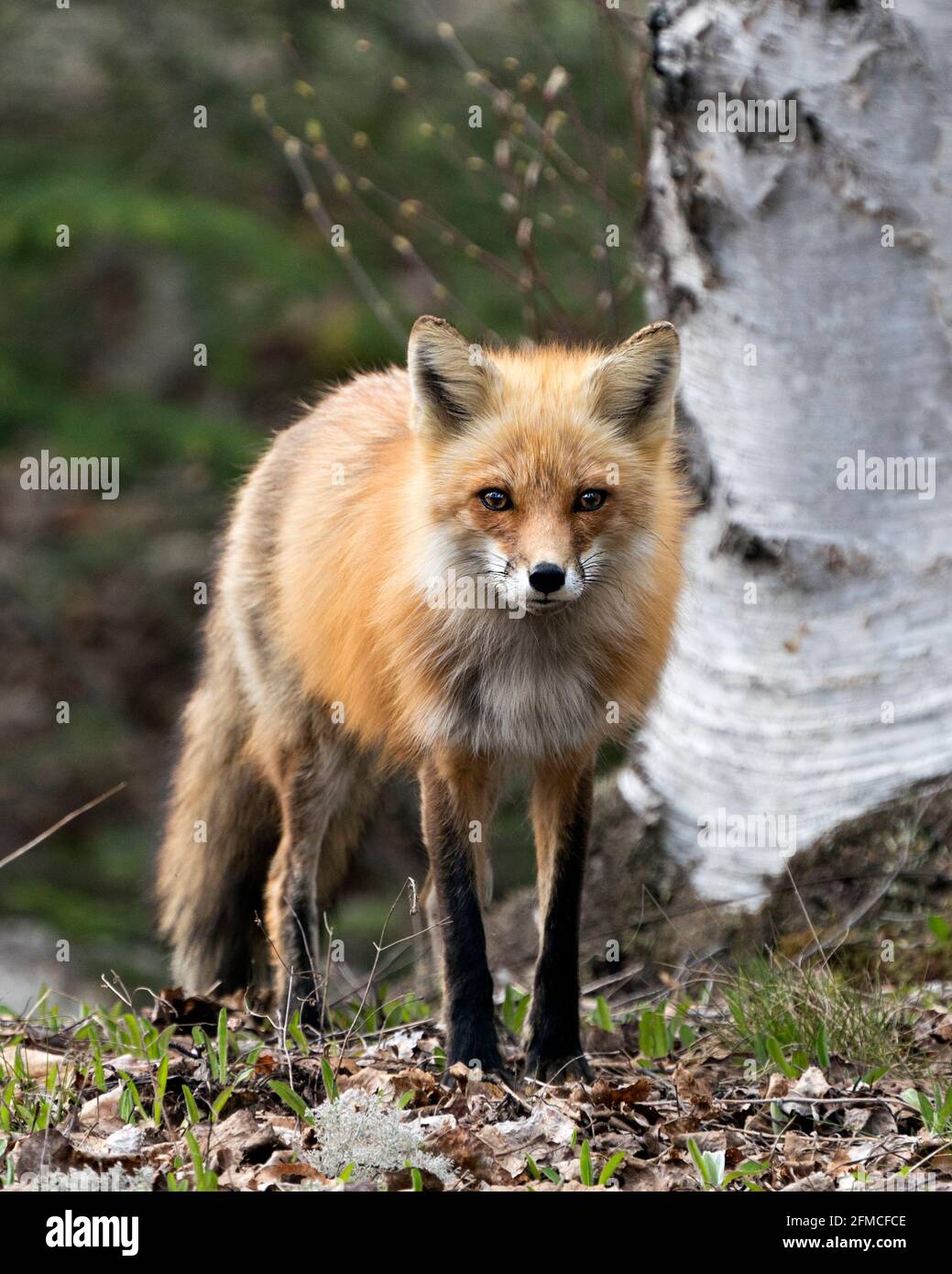 Vista frontale del profilo in primo piano della volpe rossa guardando la telecamera con sfondo sfocato e betulla nel suo ambiente e habitat. Immagine FOX. Immagine. Foto Stock