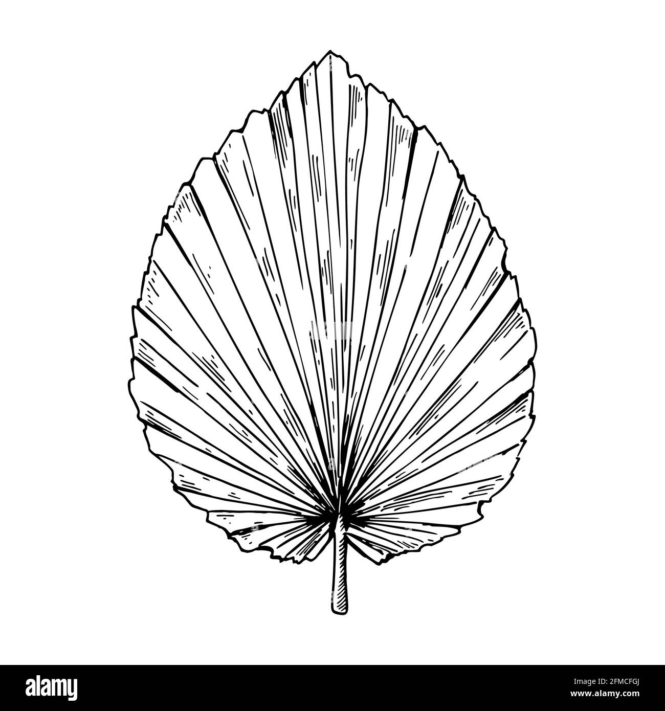 Foglia di palma secca disegnata a mano isolata su bianco. Illustrazione vettoriale nello stile di schizzo. Illustrazione Vettoriale