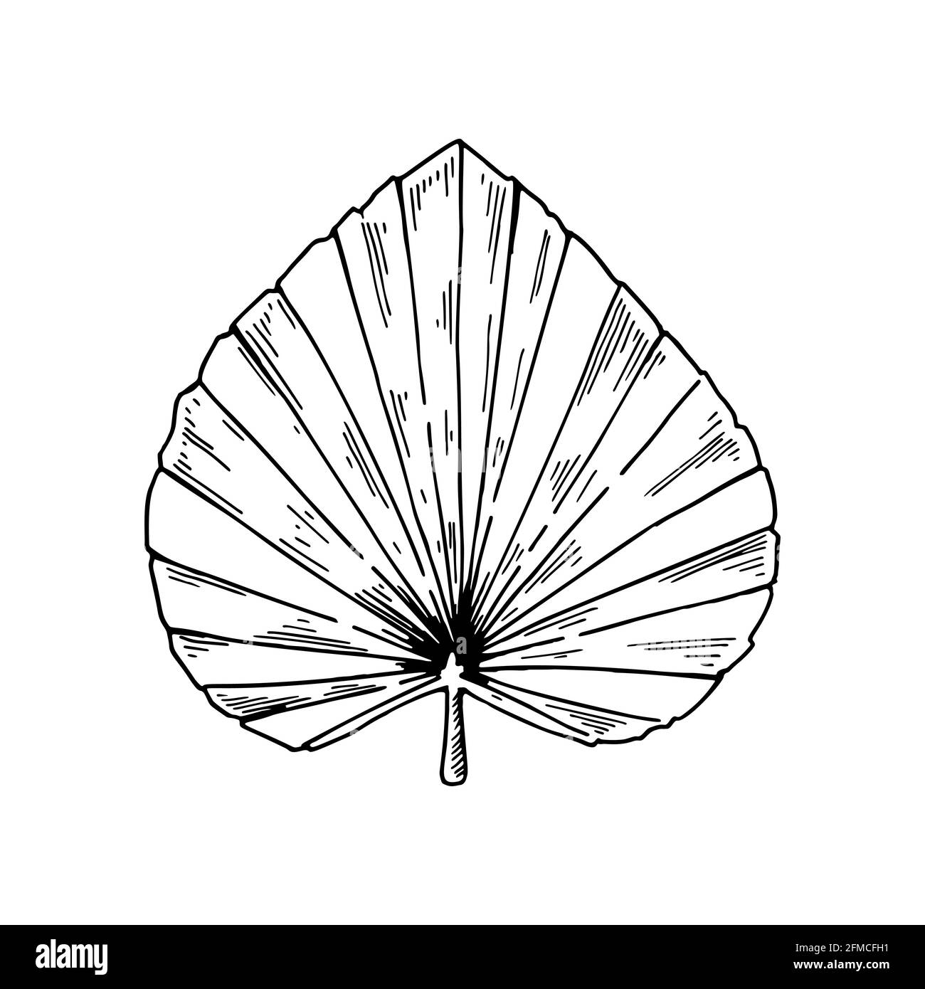 Foglia di palma secca disegnata a mano isolata su bianco. Illustrazione vettoriale nello stile di schizzo. Illustrazione Vettoriale