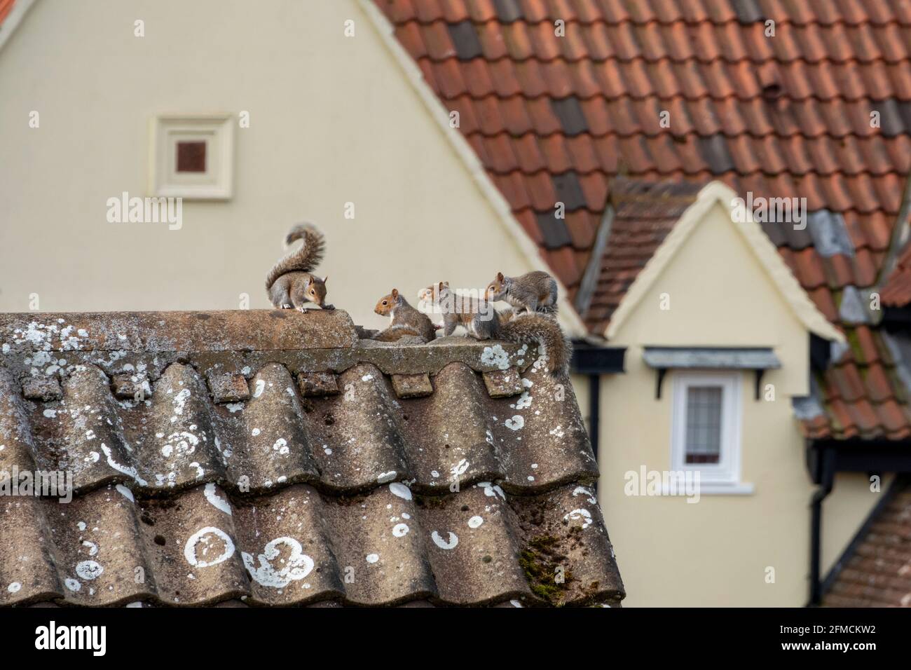 Una famiglia di quattro scoiattoli grigi che emergono per giocare un tetto con una tegola di cresta rotta Foto Stock