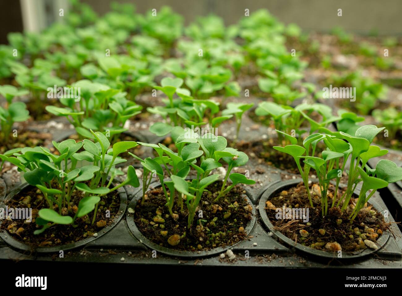 Primo piano di file di piccoli giovani pianta verdi che crescono in nero contenitori in serra Foto Stock