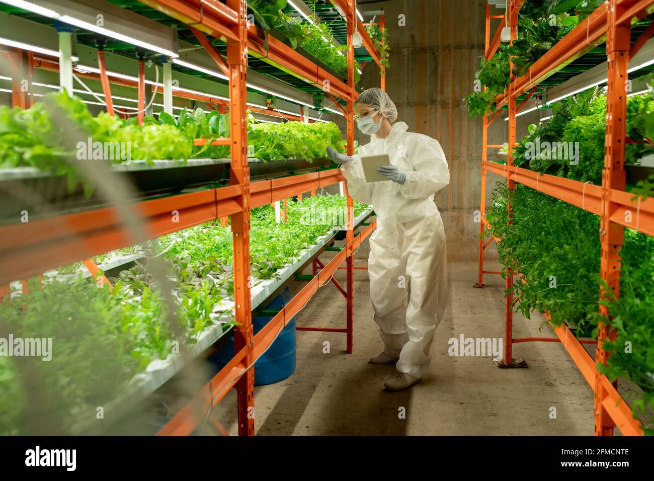 Ingegnere agricolo in indumenti da lavoro protettivi in piedi su scaffale verticale e l'utilizzo di tablet controllando la qualità dei green Foto Stock