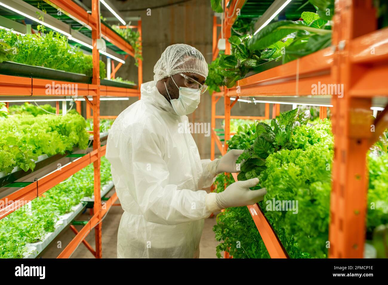 Serio giovane ingegnere agricolo nero in maschera, cappuccio e occhiali di protezione in piedi a scaffale verticale fattoria con vari tipi di lattuga e di controllo Foto Stock