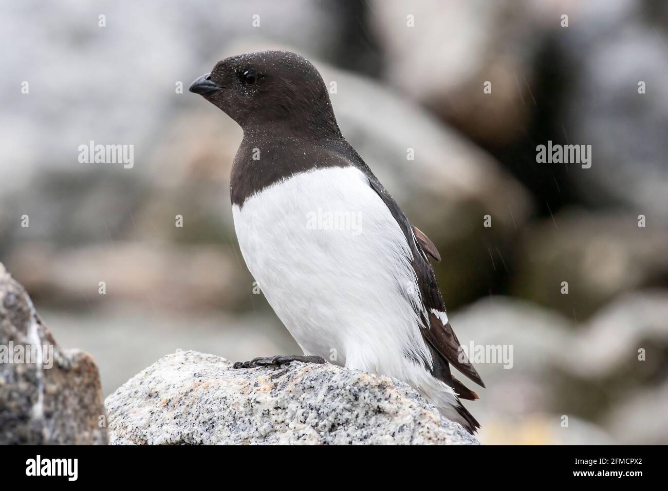 Little auk o dovekie, alle alle, singolo adulto in piedi sulla scogliera presso la colonia di riproduzione, Fulgelsongen, Svalbard, Spitsbergen, Norvegia Foto Stock