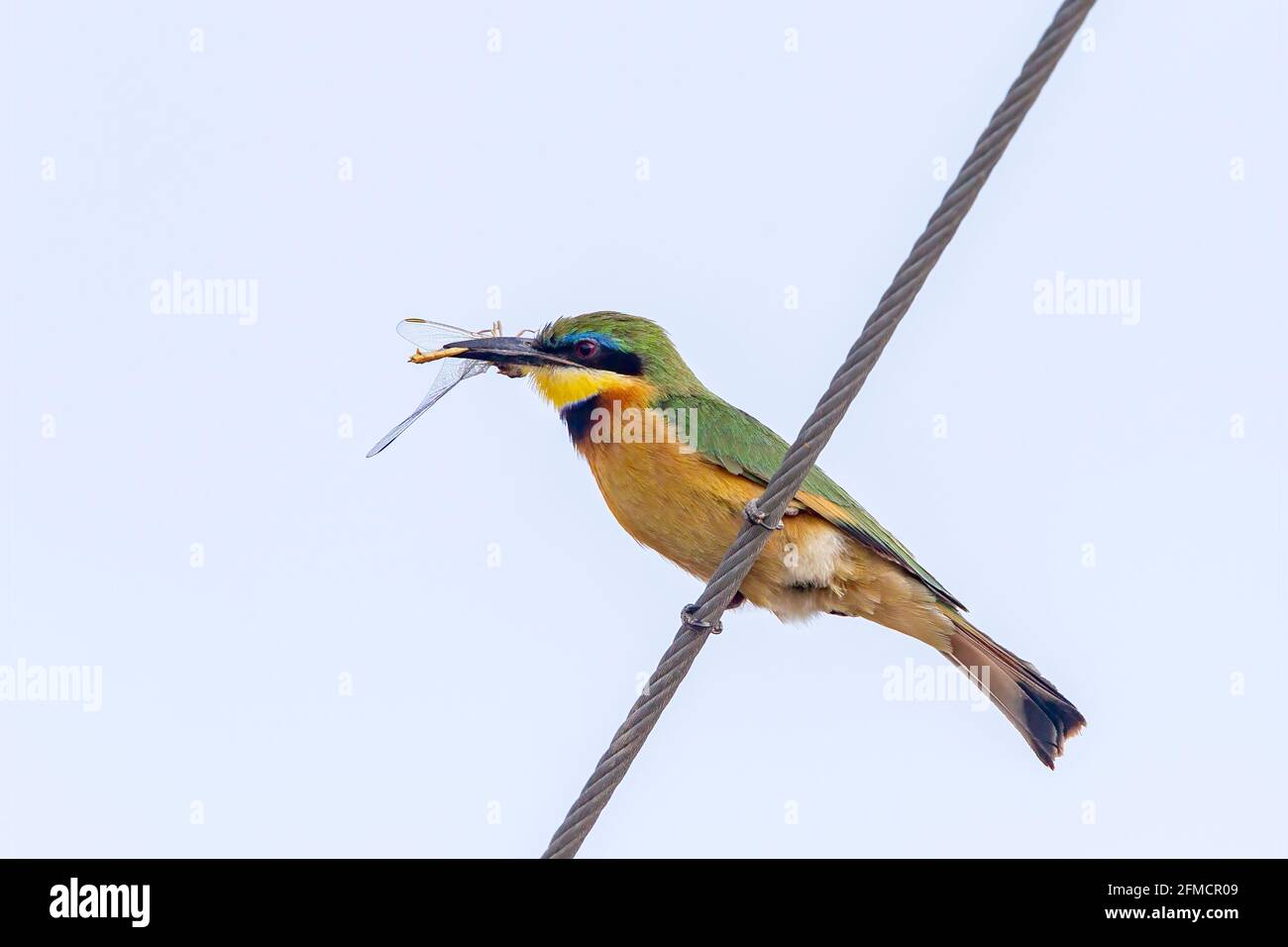 Mangiatore di api o piccolo ape-mangiatore, il pusillus di Merops, singolo adulto che mangia sulla libellula mentre appollaiato sul filo del telegrafo, Masai Mara, Kenia Foto Stock