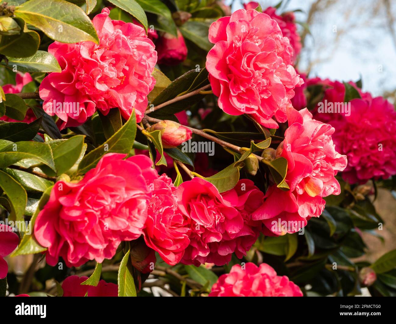 Massaggiato fiori rossi primavera della peonia centrata Camellia X williamsii "anticipazione" Foto Stock