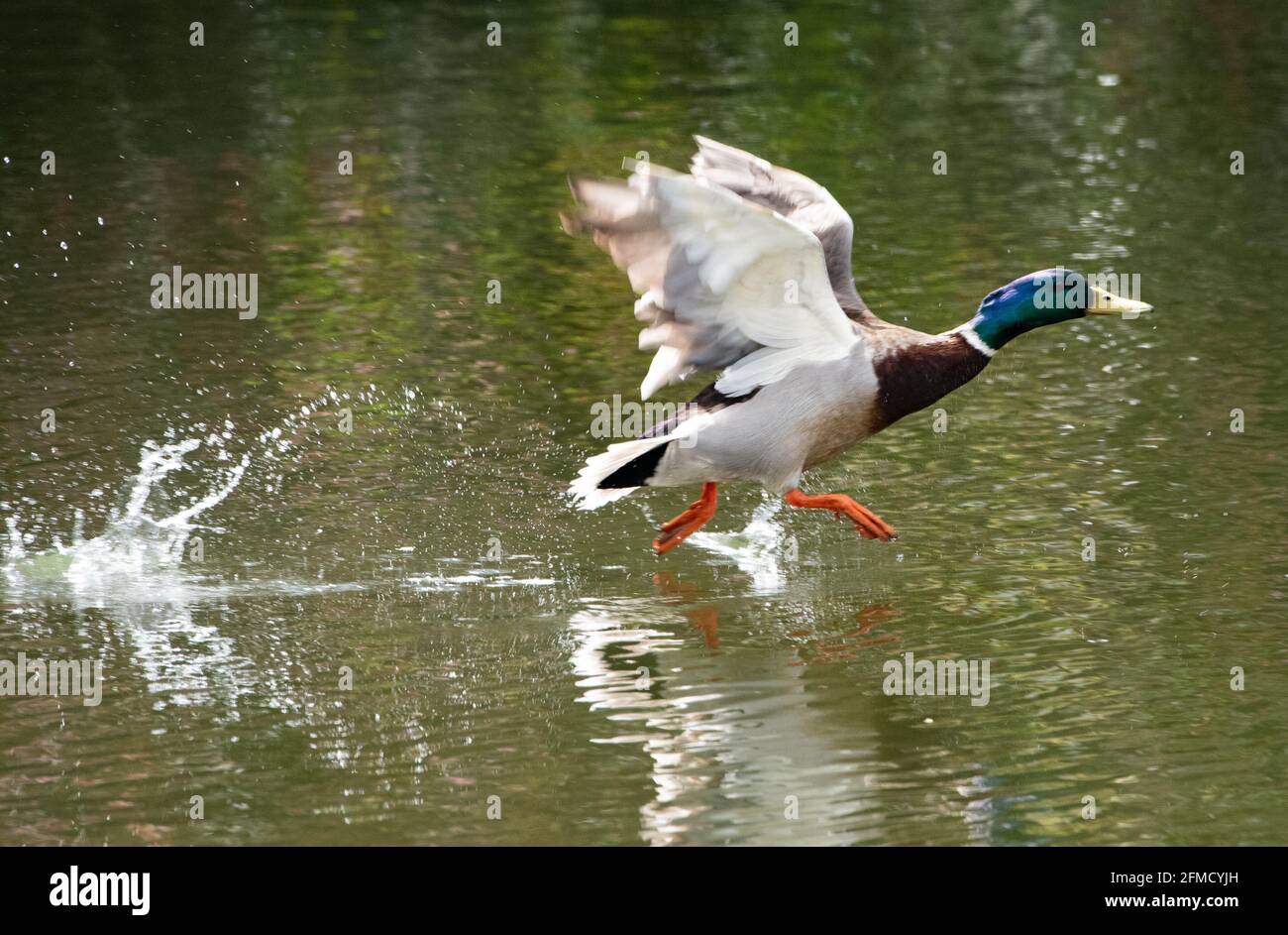 Un'anatra di Mallard maschile che decollo dal laghetto del mulino, Chipping, Preston, Lancashire, UK. Foto Stock
