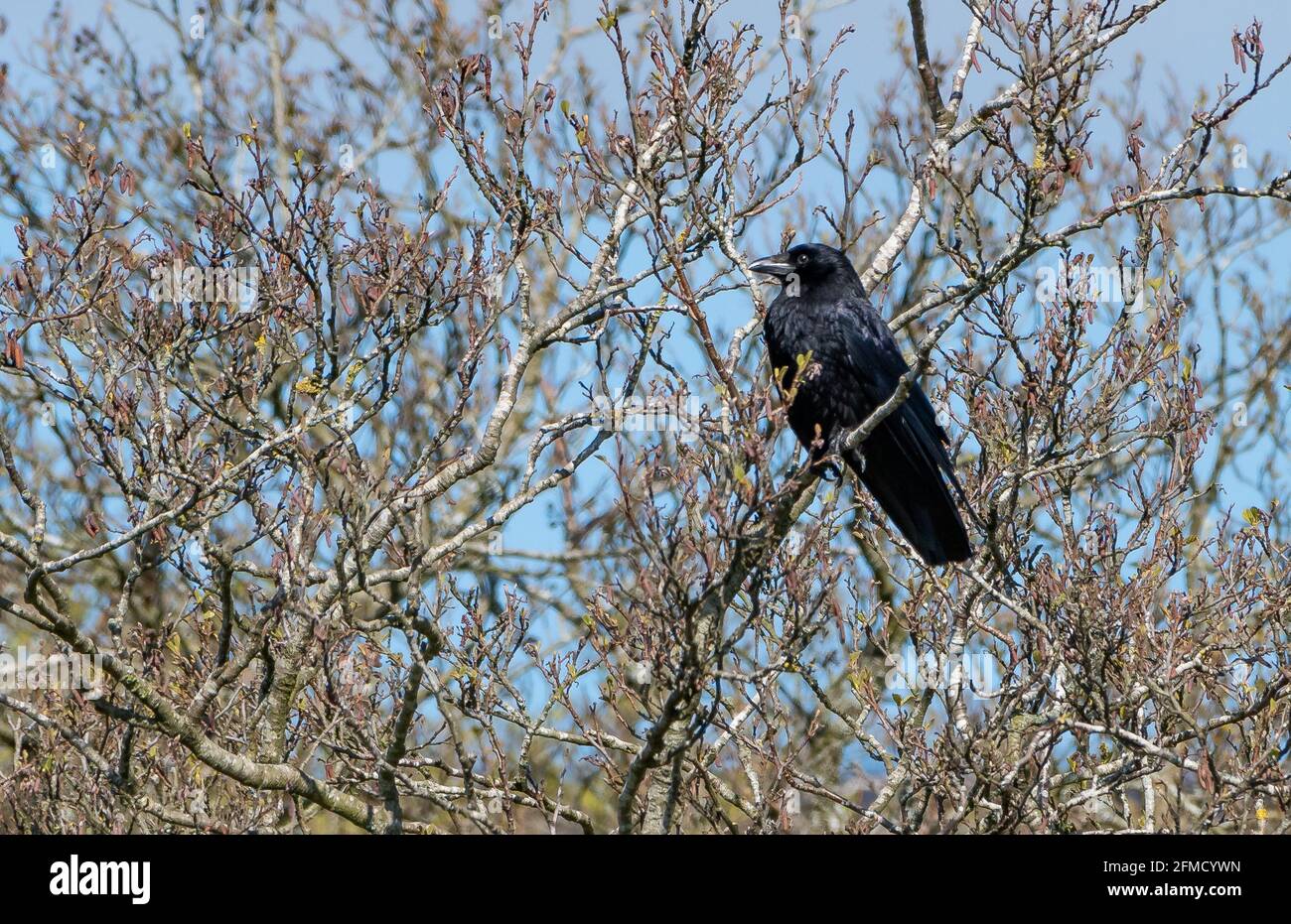 Un corvo carrabile appollaiato in un albero, Chipping, Preston, Lancashire, UK Foto Stock