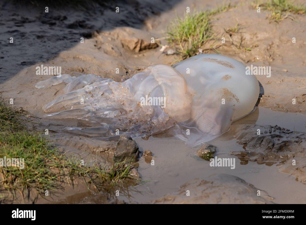 Una medusa di Barrel si è arenata sulla riva, Arnside, Cumbria. Foto Stock