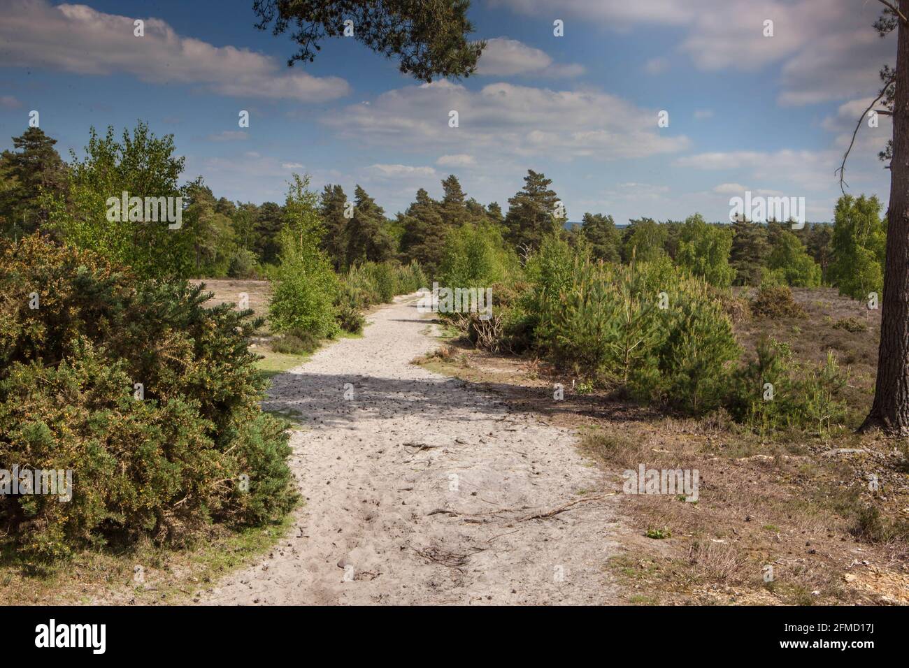 Comune di Blackheath, Surrey, Inghilterra Foto Stock