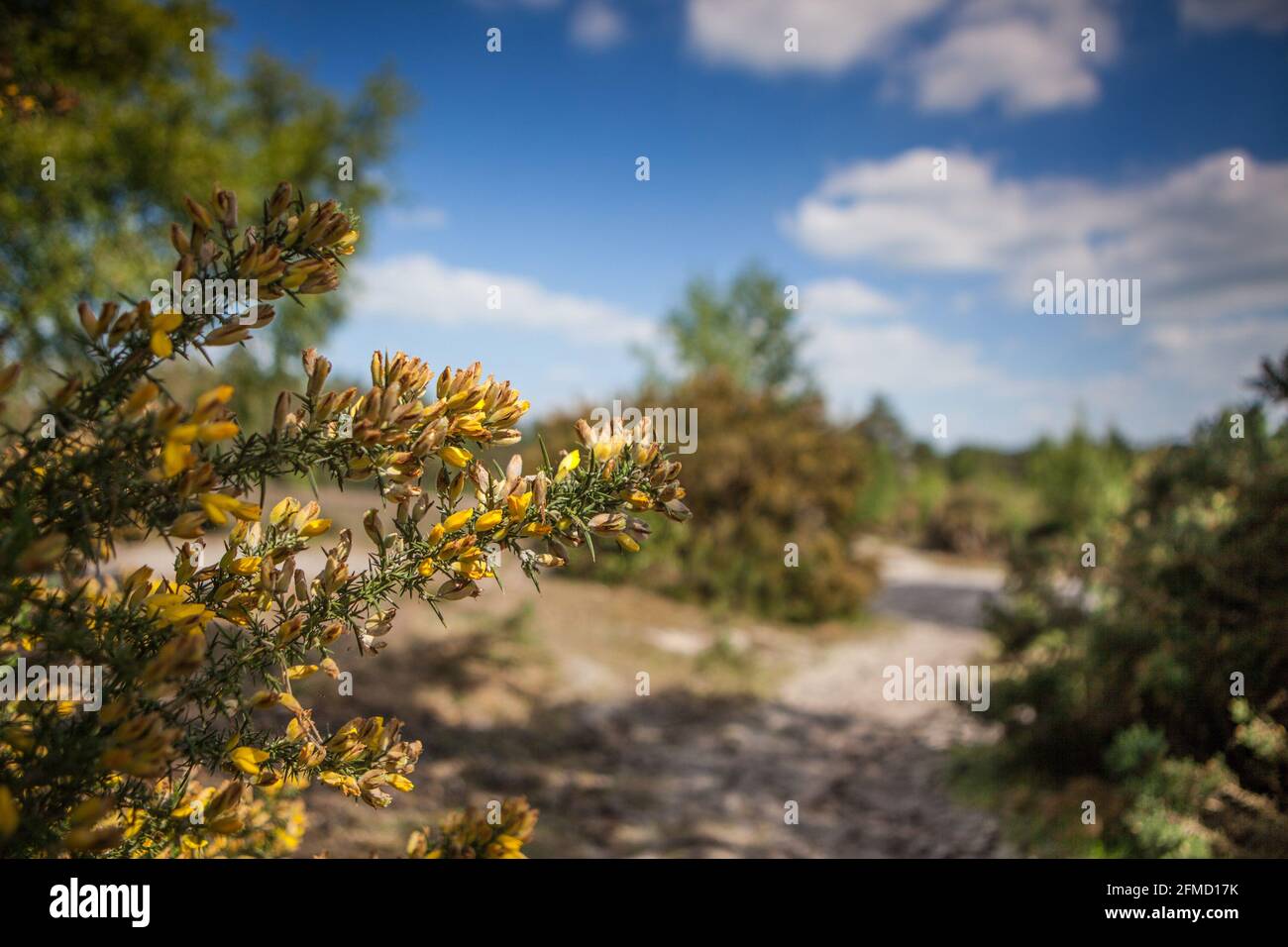 Comune di Blackheath, Surrey, Inghilterra Foto Stock