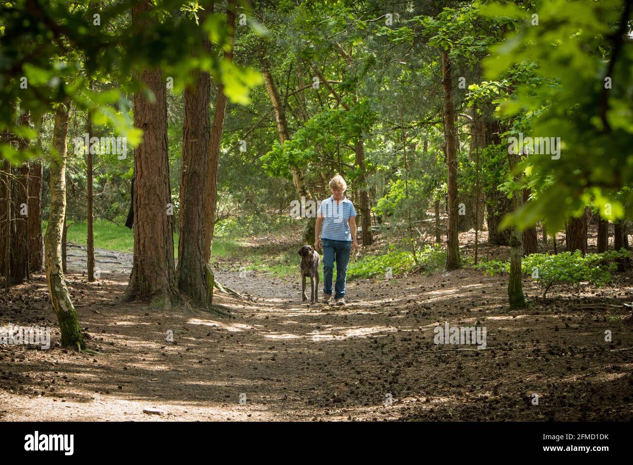Comune di Blackheath, Surrey, Inghilterra Foto Stock
