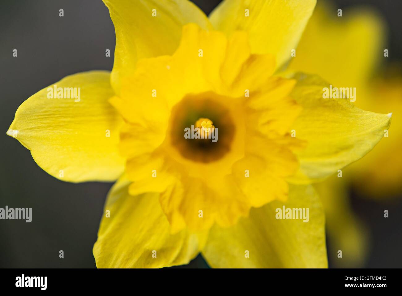 Primo piano di un daffodil, Chipping, Preston, Lancashire, UK. Foto Stock