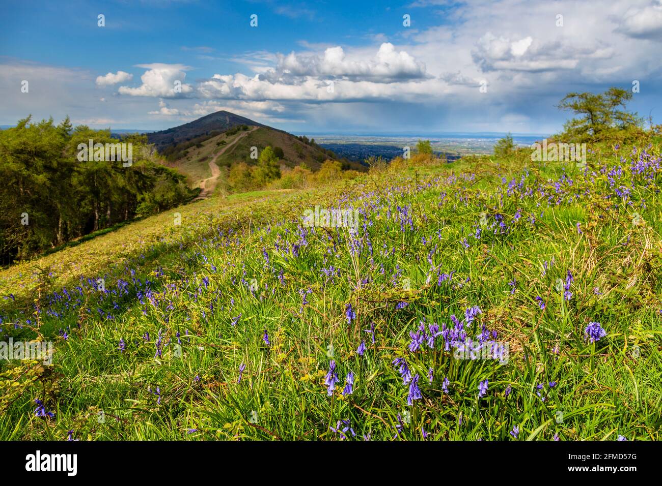 Bluebells cresce su Jubilee Hill nei Malverns con il Worcestershire Beacon sullo sfondo, Worcestershire, Inghilterra Foto Stock