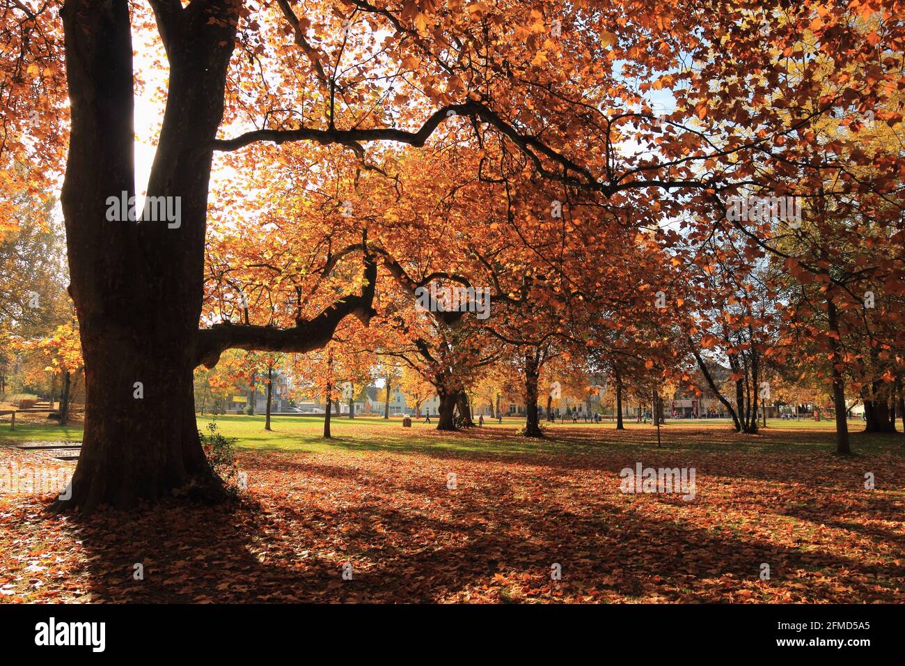 Parco in autunno con colori autunnali al sole Foto Stock