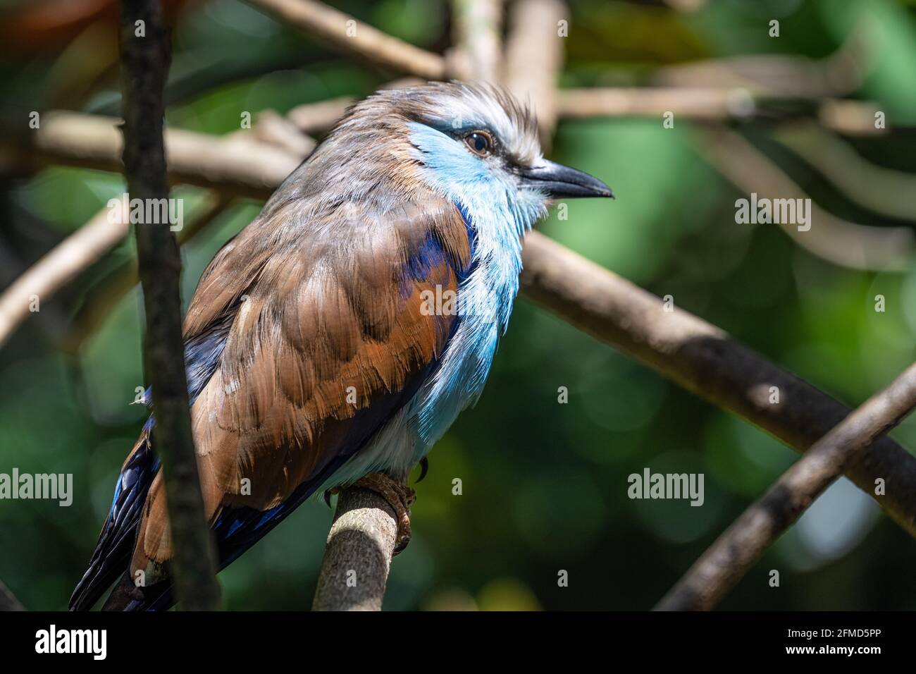 Primo piano di un rullo a coda di racchetta (Coracias spatulatus), un bellissimo uccello dell'Africa orientale. (STATI UNITI) Foto Stock