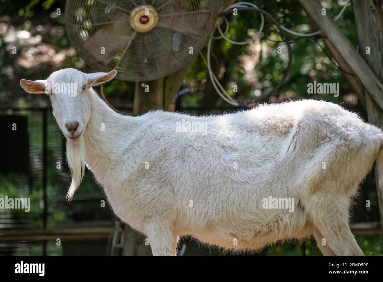 Capra Saanen bianca (Capra aegagrus hircus) nell'area dello zoo per bambini allo Zoo di Atlanta, Georgia. (STATI UNITI) Foto Stock
