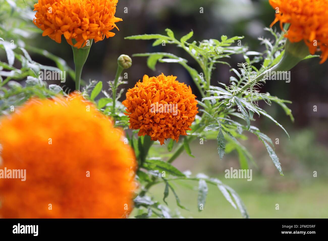 Das fiori al sole in estate in Sri Lanka. Foto Stock