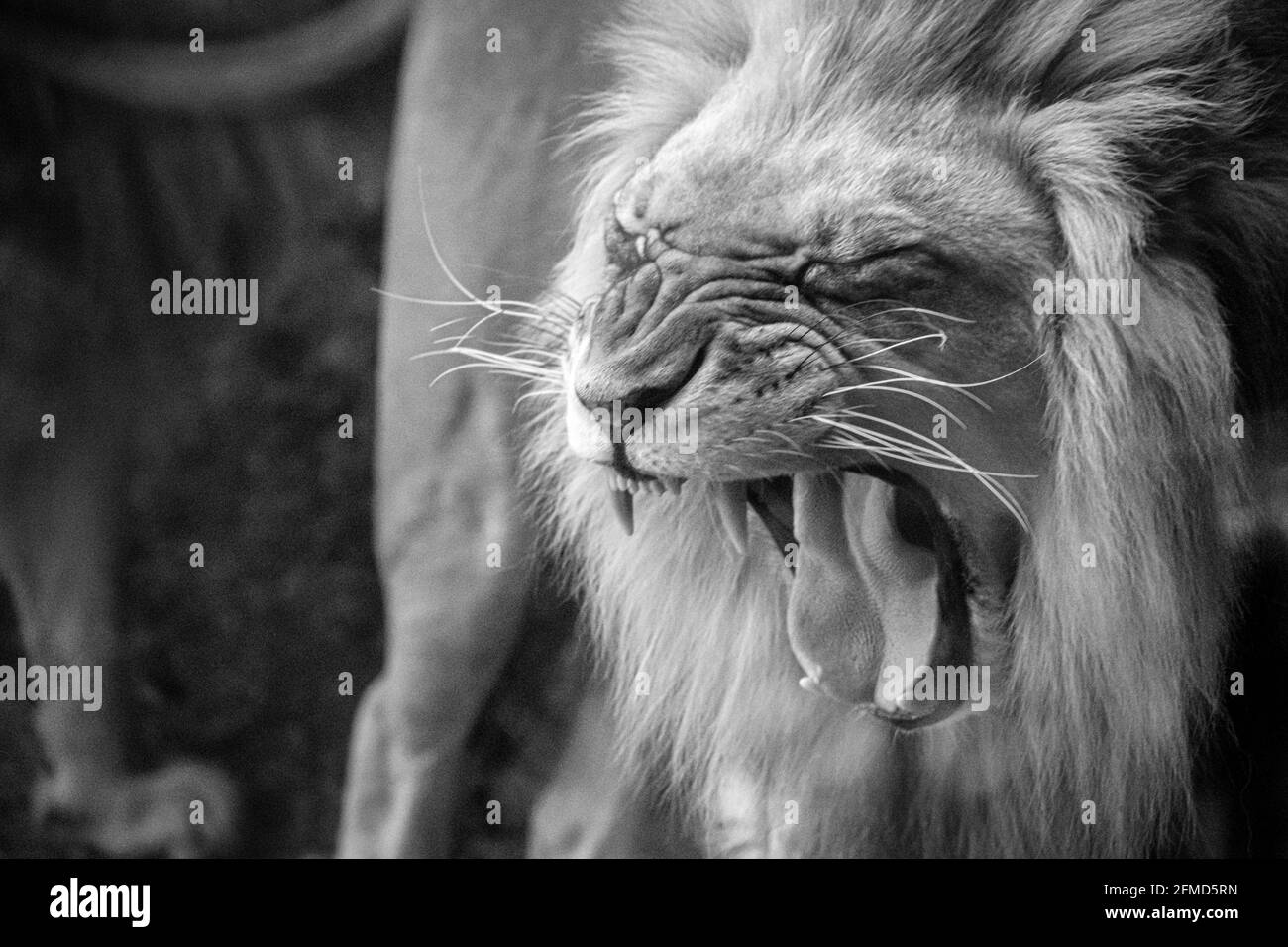 Primo piano di un leone africano maschile (Panthera leo) allo Zoo di Atlanta, Georgia. (STATI UNITI) Foto Stock
